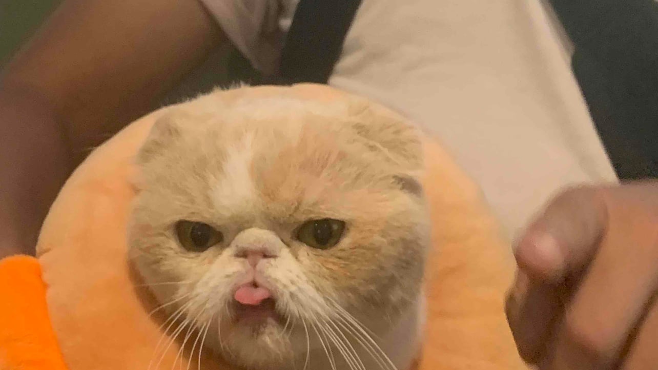 kinzen0955 Farcaster social identity (Fname handle) PFP