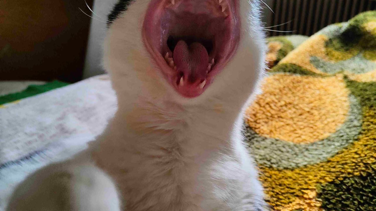 joeblack (joeblack77.eth) Ethereum Name Service (ENS and .eth domain) PFP