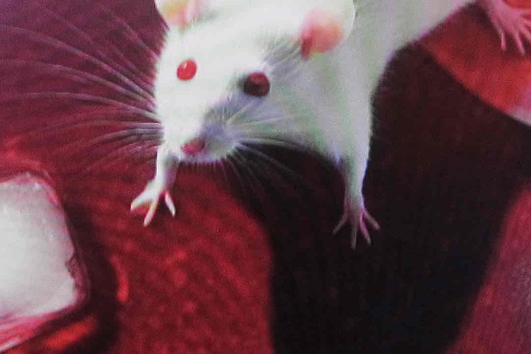 bibkaibpbka (bibkaibpbka.lens) Lens social identity (.lens handle) PFP