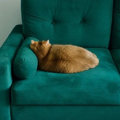 Dima pfp