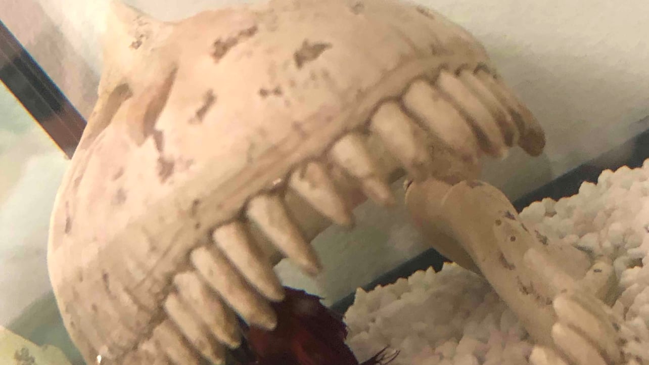 Artem (caynne888.lens) Lens social identity (.lens handle) PFP