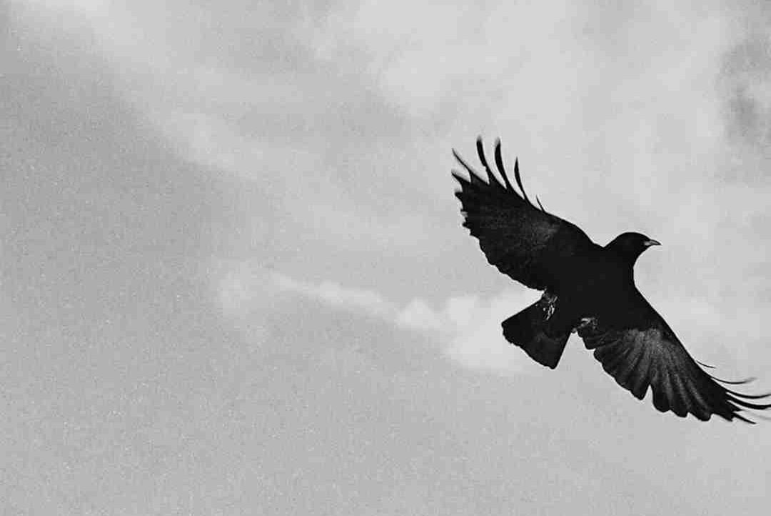 Steve (stevego.lens) Lens social identity (.lens handle) PFP