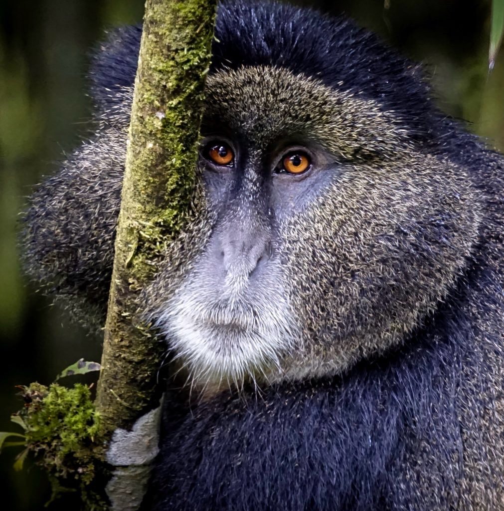 Embed from @wanderloots.eth