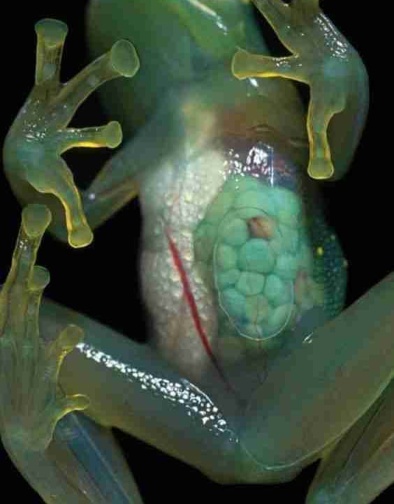 kangaroo-swim.linea.eth Linea Name Service (.linea.eth domains) based on ENS PFP