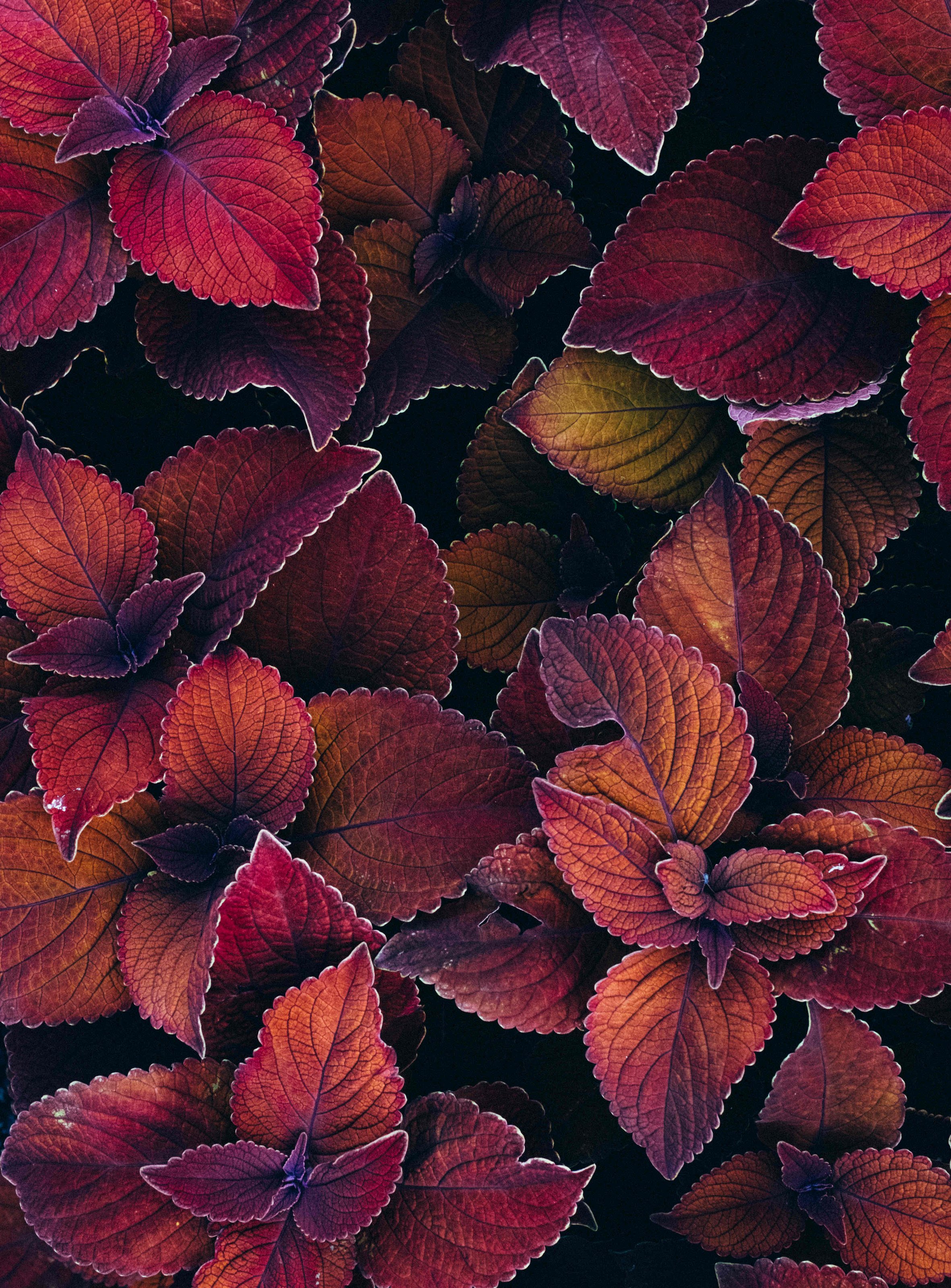 https://imagedelivery.net/BXluQx4ige9GuW0Ia56BHw/92de606a-f40a-4421-e671-aa754668f800/original