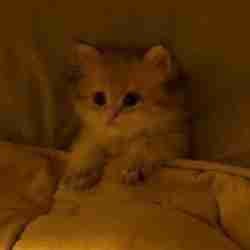 Mur5 pfp