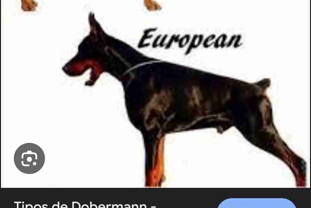 Doberman EUROPEU pfp