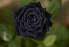 BlackFlower pfp