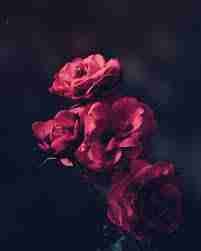 stephcollins96 (stephcollins96.lens) Lens social identity (.lens handle) PFP