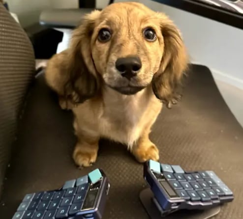 FARCAST DOG