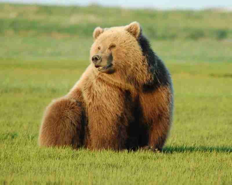 fluffy (0xfluffybear) Farcaster social identity (Fname handle) PFP