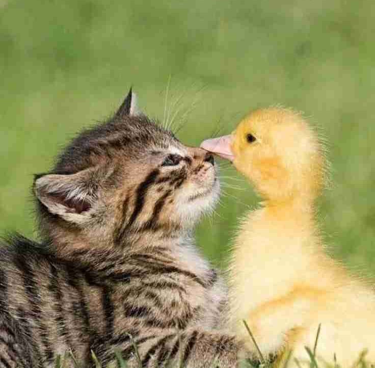 Ekaterina (katyastm) Farcaster social identity (Fname handle) PFP