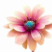 Butham srinivas pfp