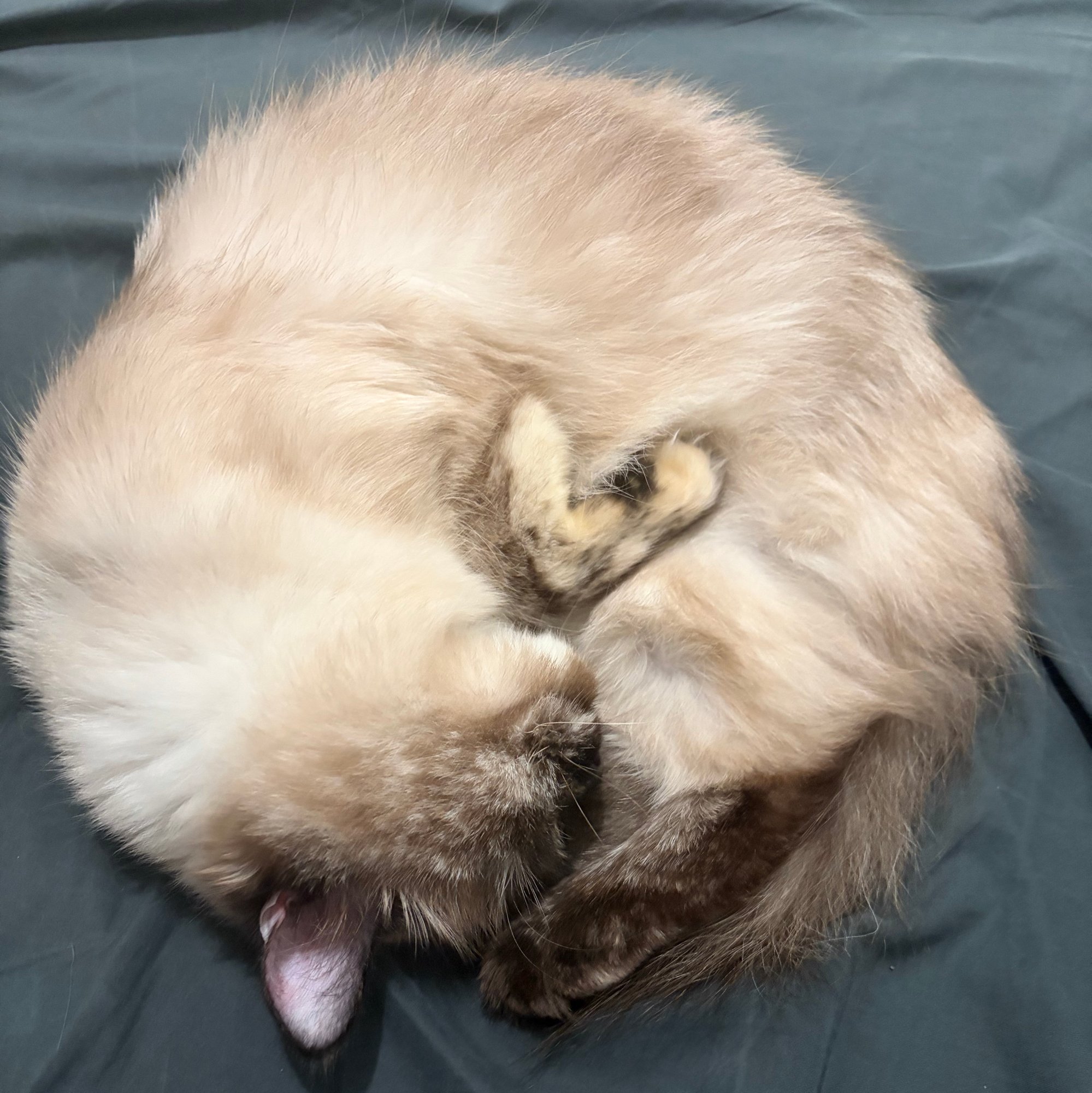 Thumbs Up Cat (thumbsupcat) Farcaster social identity (Fname handle) PFP