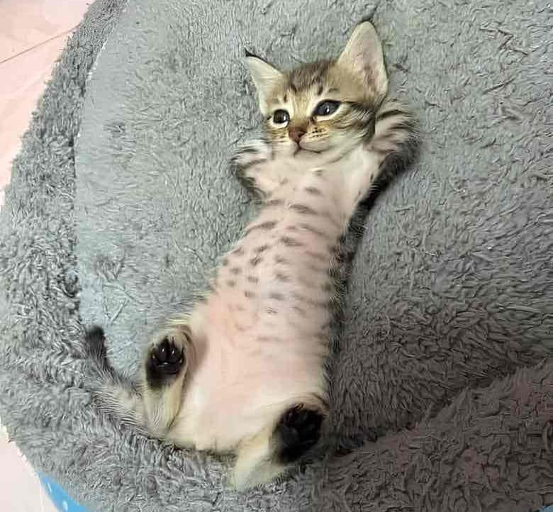 pouysocool Farcaster social identity (Fname handle) PFP