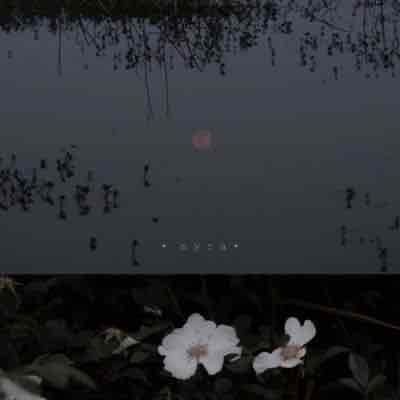 BetonyCreighton  (betonycreighton) Farcaster social identity (Fname handle) PFP