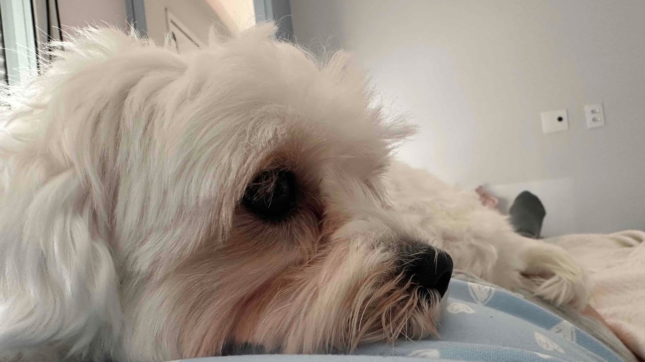 Tiago (tilkti) Farcaster social identity (Fname handle) PFP