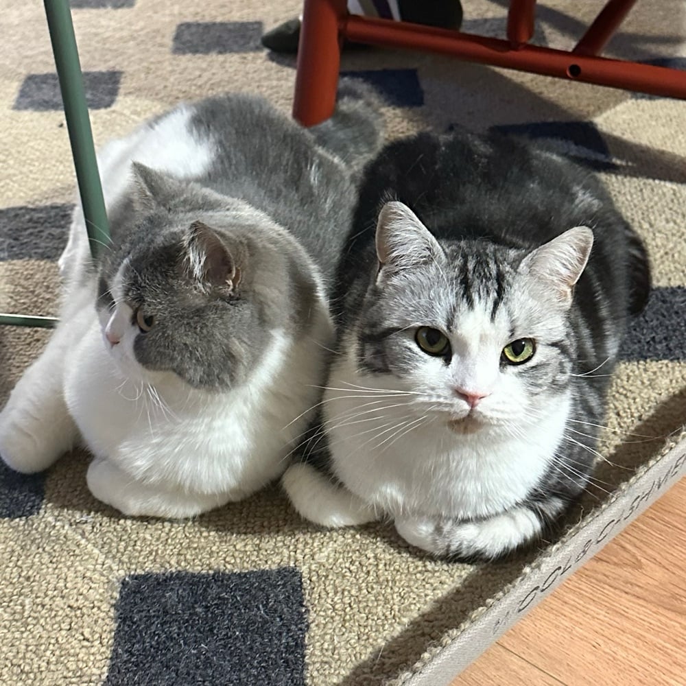 leizhiqiang (leizhiqiang.lens) Lens social identity (.lens handle) PFP