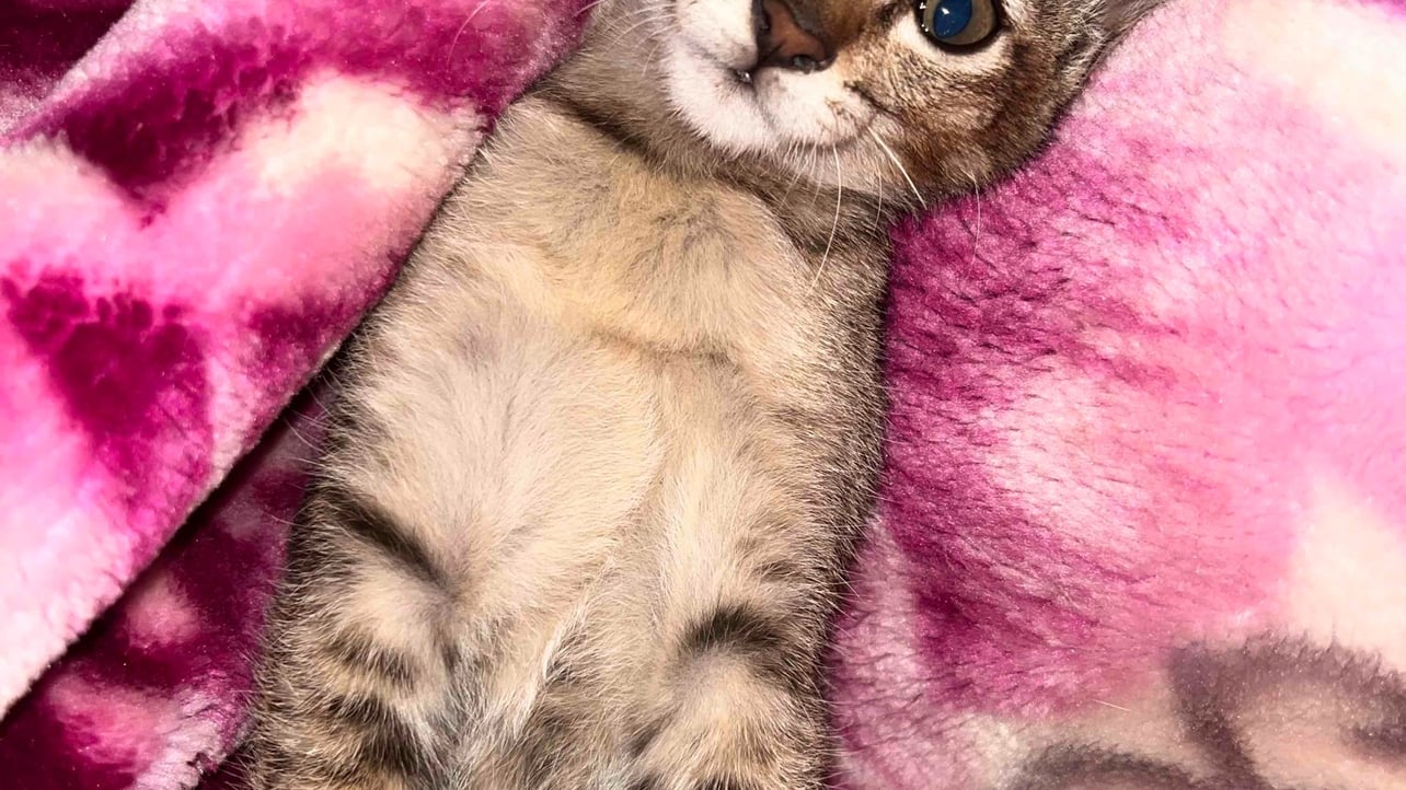 phoophoo.lens Lens social identity (.lens handle) PFP