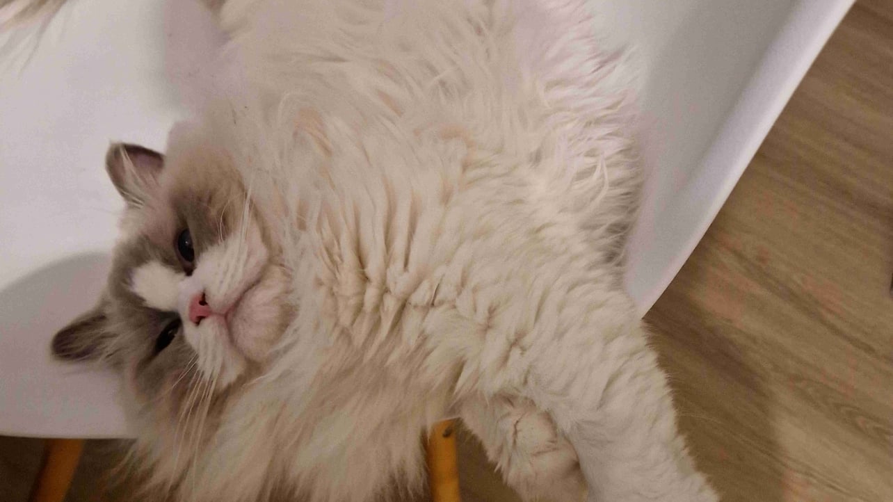 Shadzik (shadzik) Farcaster social identity (Fname handle) PFP