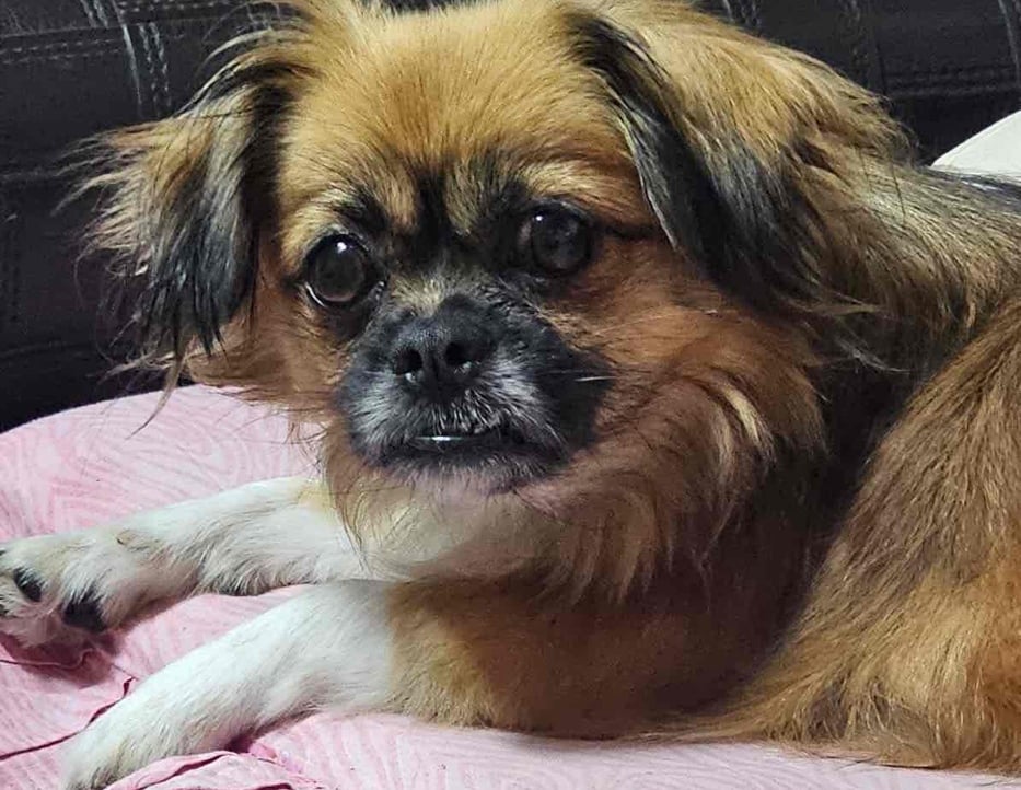 Starlet (noxtrend) Farcaster social identity (Fname handle) PFP