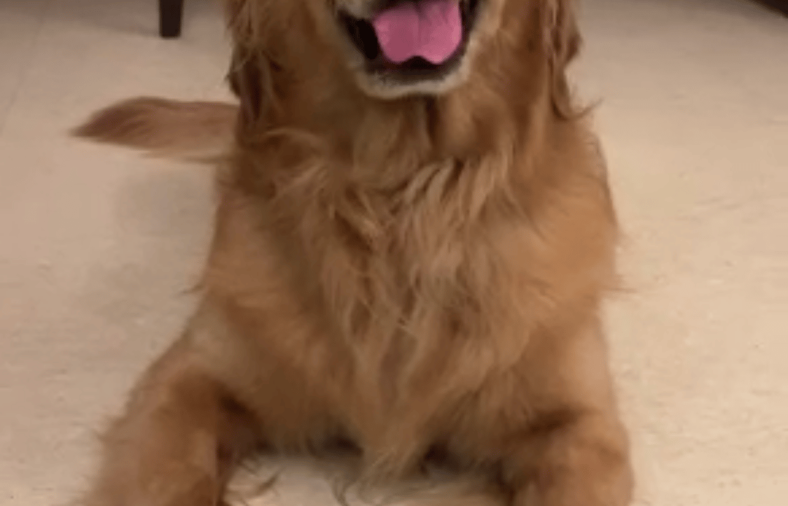 Gaurav (crabzer7.lens) Lens social identity (.lens handle) PFP