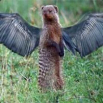 Flying Mongoose pfp