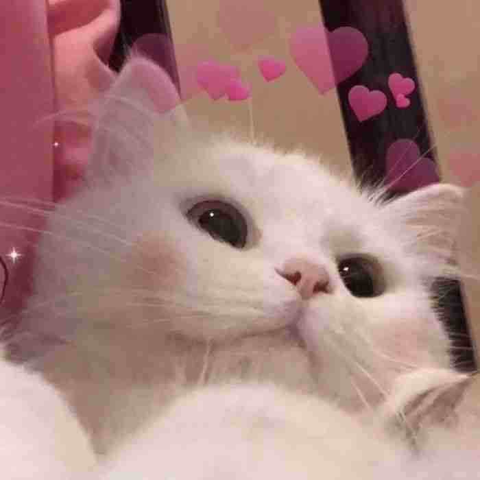 uupo pfp