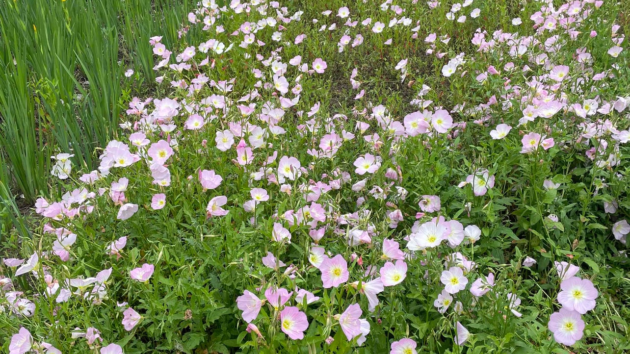 peachs (peachs.lens) Lens social identity (.lens handle) PFP