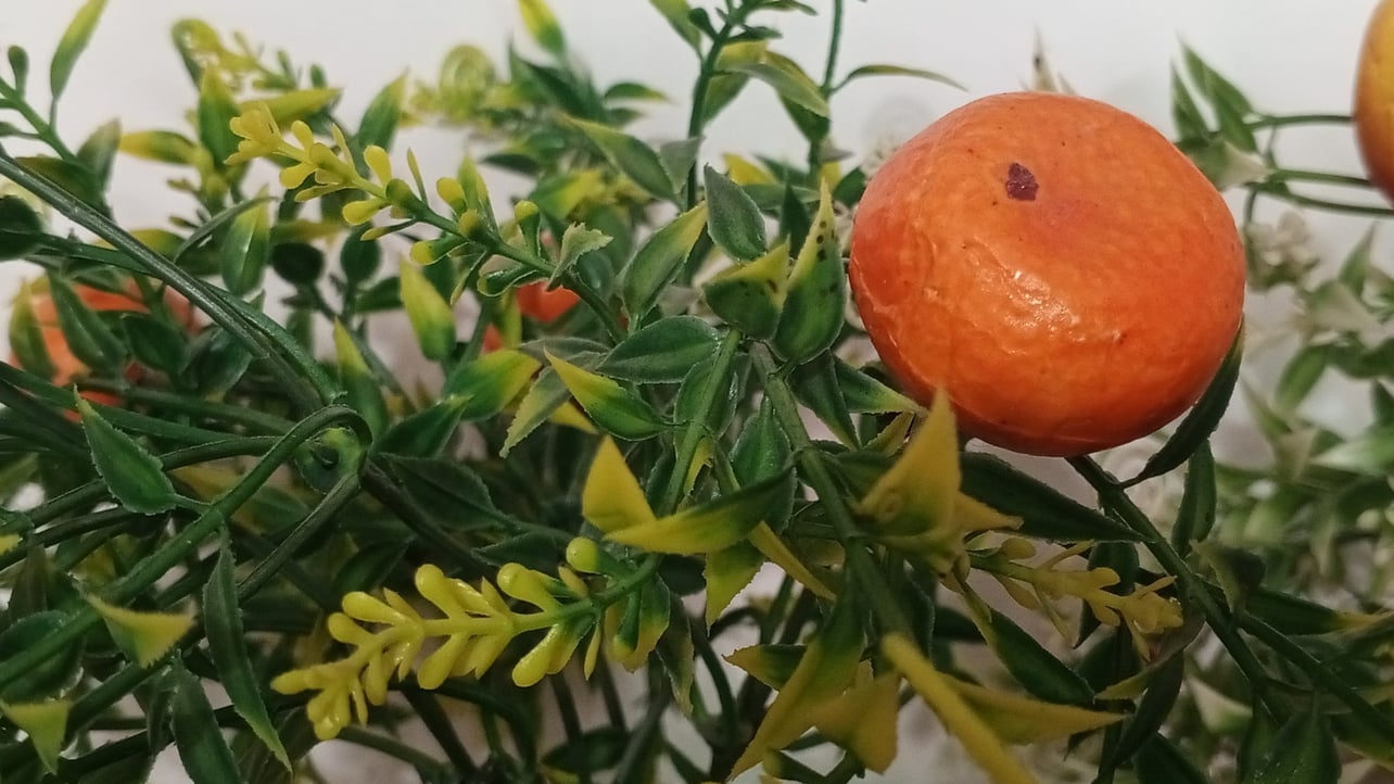 Sohanverma (mine55.lens) Lens social identity (.lens handle) PFP