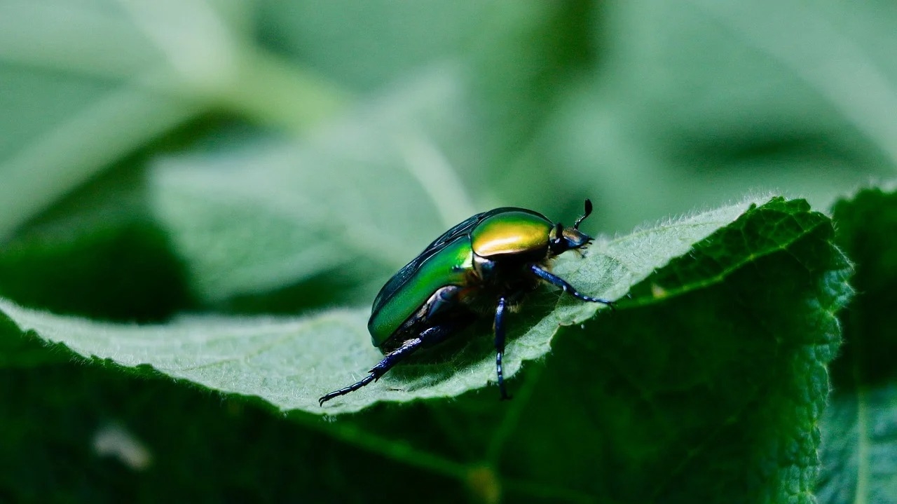 HikingTrailsX (hikingtrailsx) Farcaster social identity (Fname handle) PFP