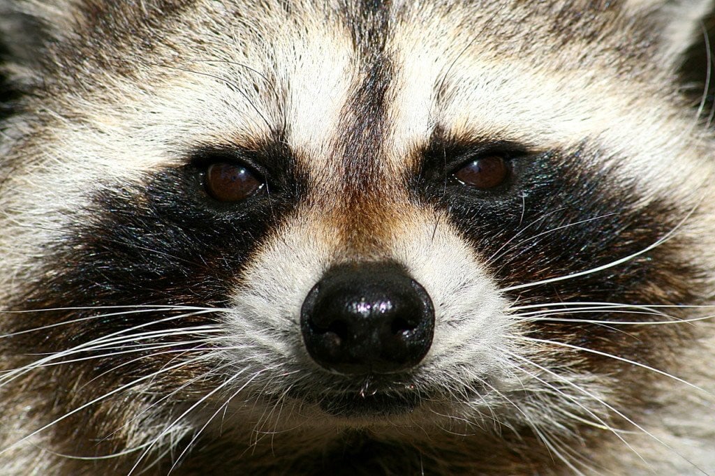 zoo pfp