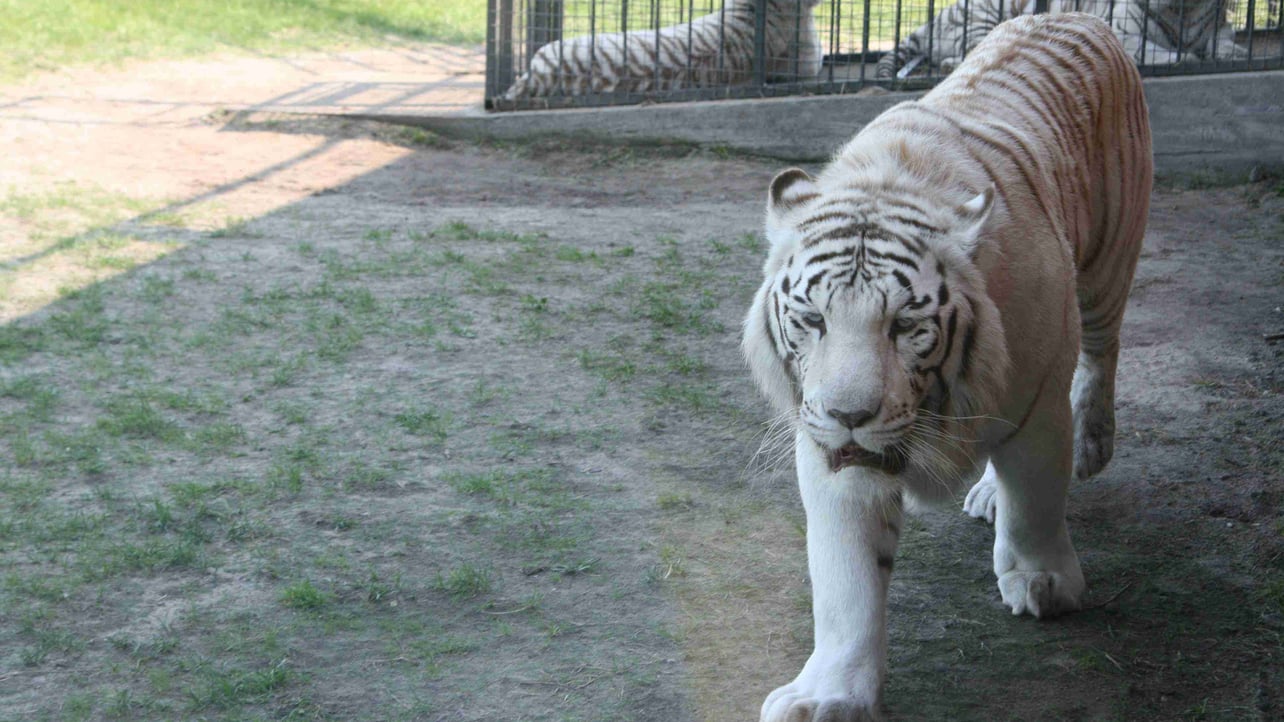 Bombardier (bomb1981) Farcaster social identity (Fname handle) PFP