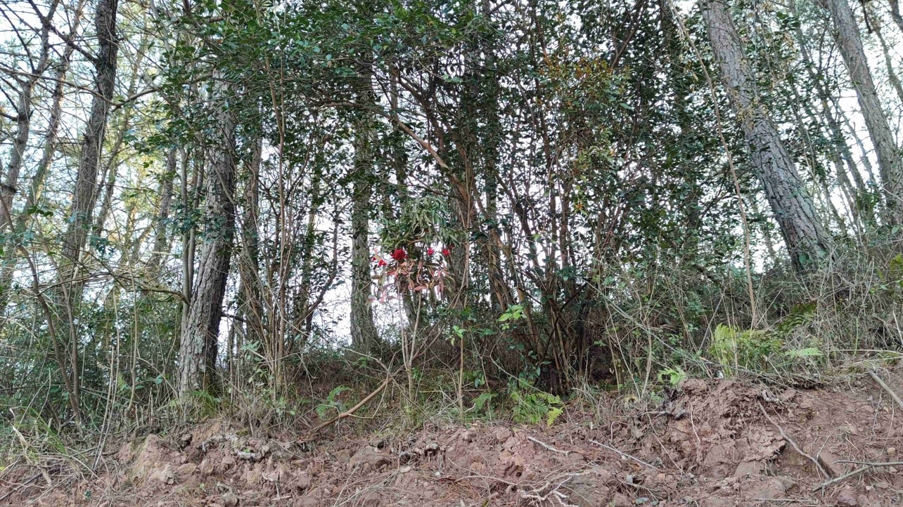 sgwq (sgwq333.lens) Lens social identity (.lens handle) PFP