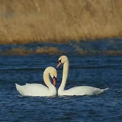 wx (wx1313.lens) Lens social identity (.lens handle) PFP