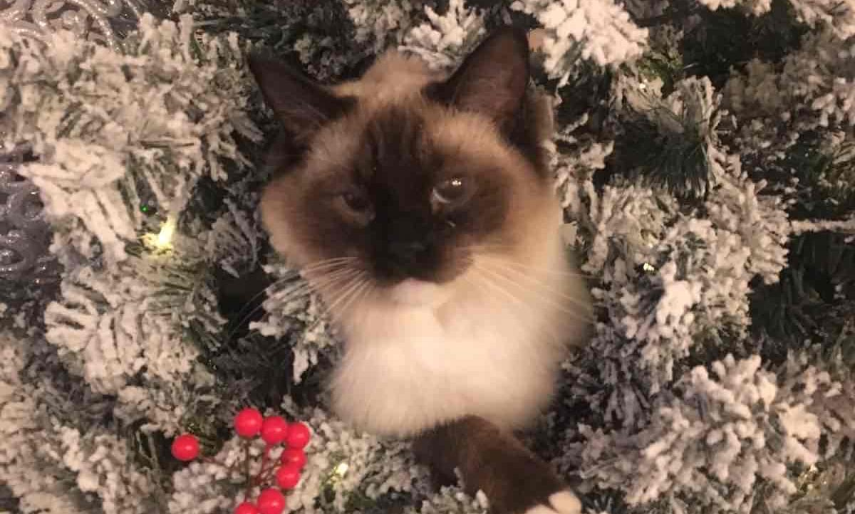 alextm.base.eth Basenames (.base.eth domains) based on ENS PFP