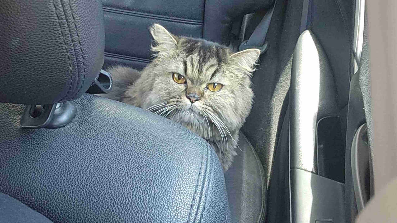 Lemontea38 (gaiguide) Farcaster social identity (Fname handle) PFP