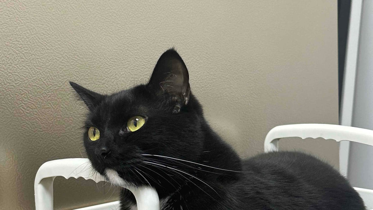 yishilu78 (yishilu78.lens) Lens social identity (.lens handle) PFP