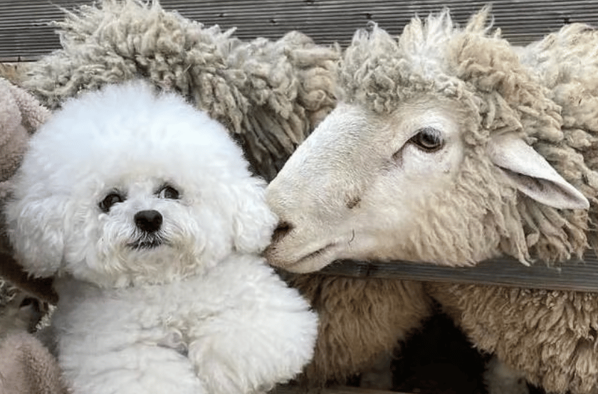 Jenni🎋 (jennifer111) Farcaster social identity (Fname handle) PFP