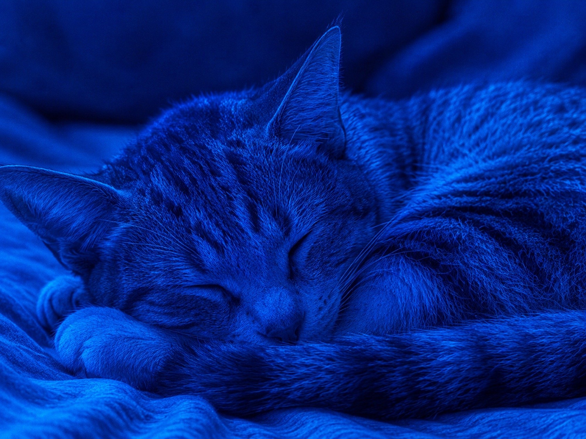 the sleeping cat