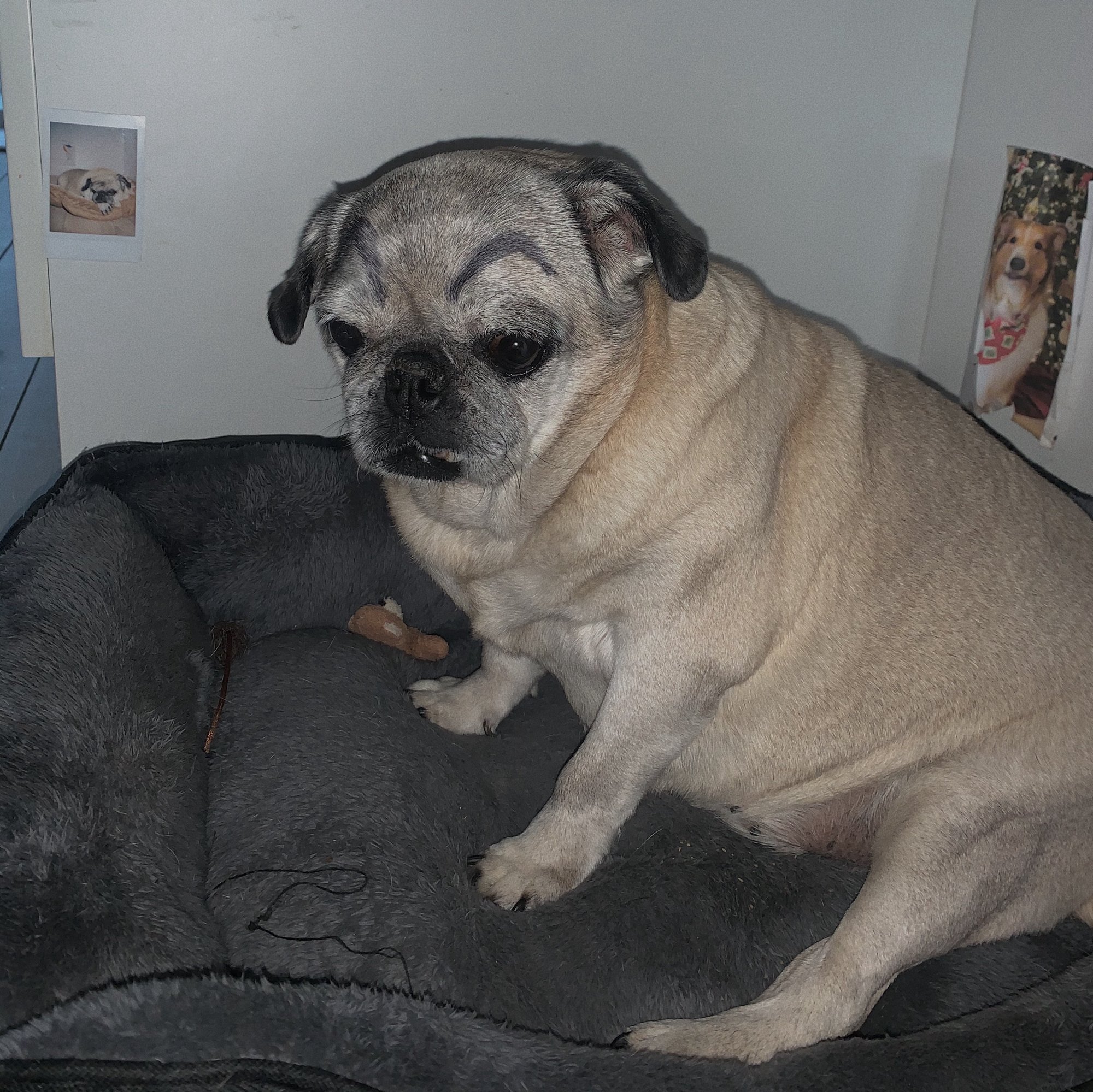 silentfarter.base.eth pfp