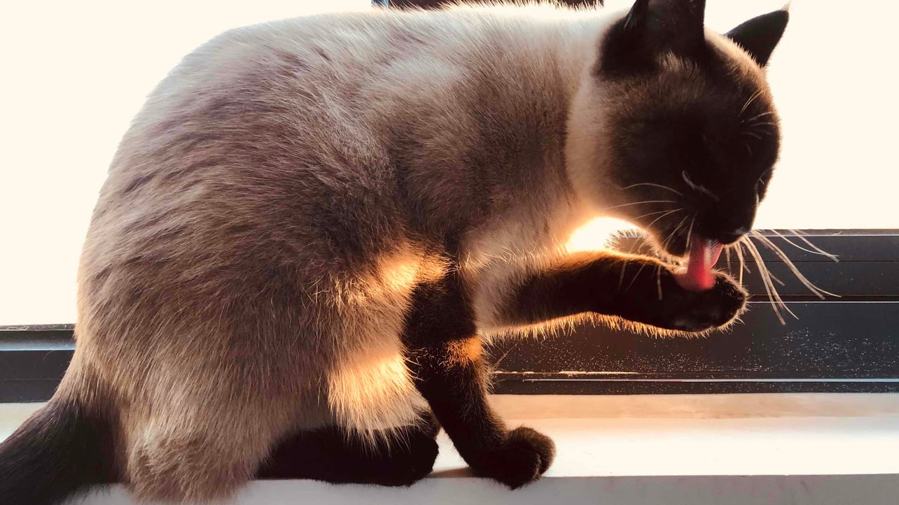 lober.base.eth Basenames (.base.eth domains) based on ENS PFP