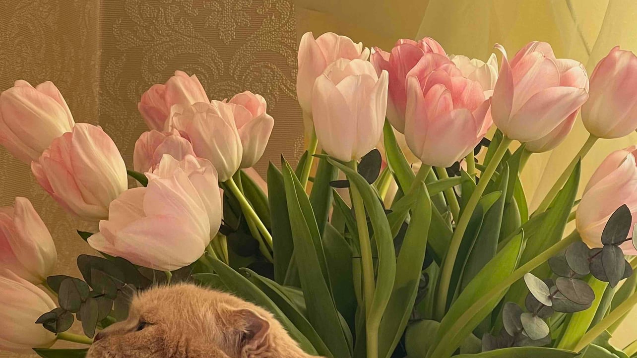 makarus Farcaster social identity (Fname handle) PFP