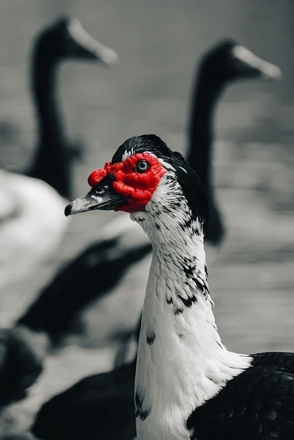 SarcasmEnabled (sarcasmenabled) Farcaster social identity (Fname handle) PFP