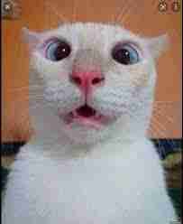 Daniel McGee (danielmcgee) Farcaster social identity (Fname handle) PFP