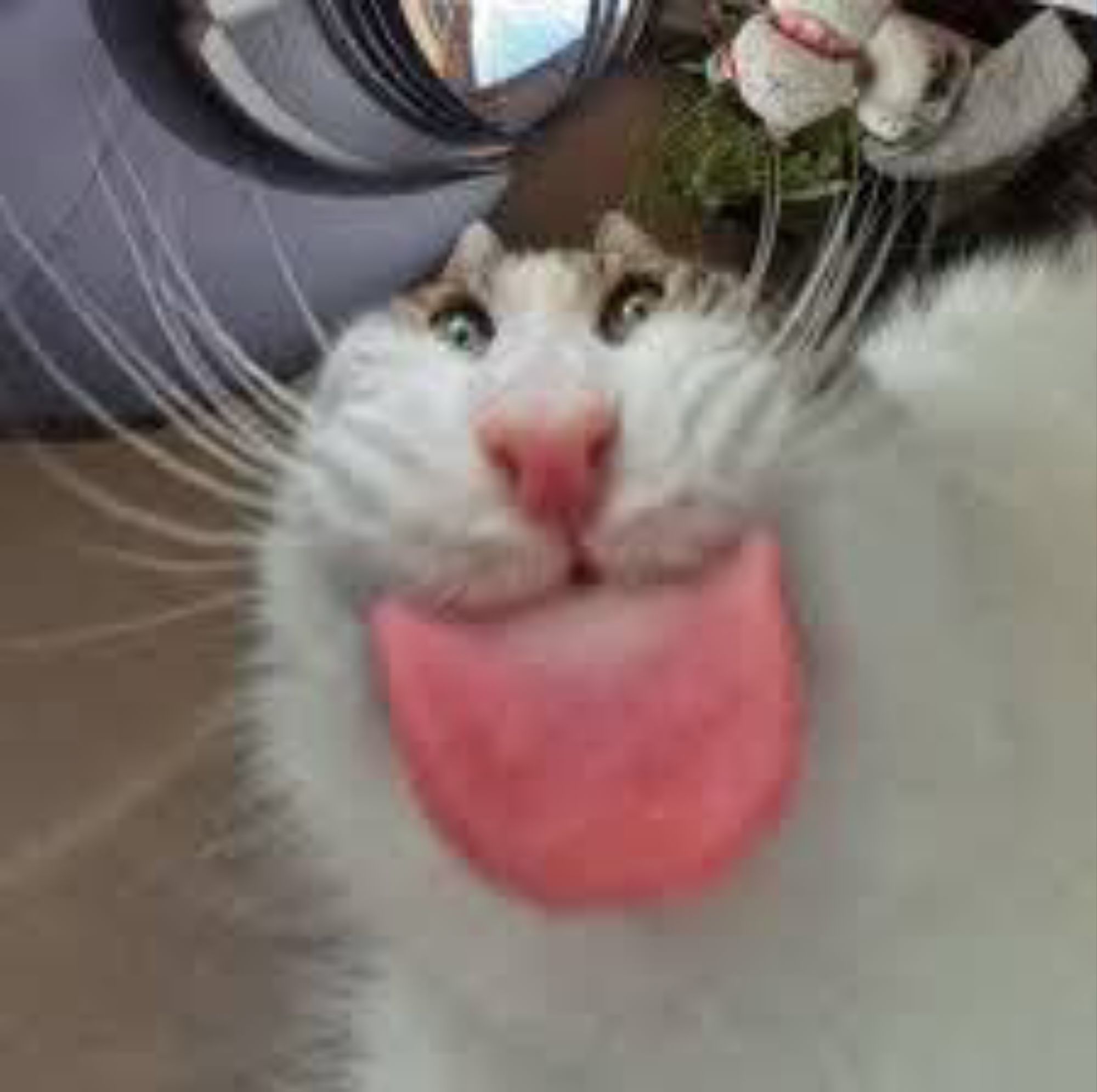 CAT MLEM MLEM