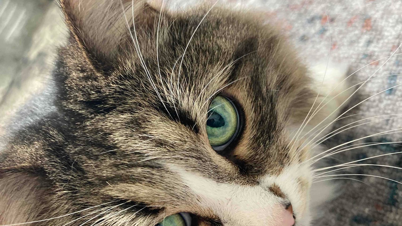 kopol.lens Lens social identity (.lens handle) PFP