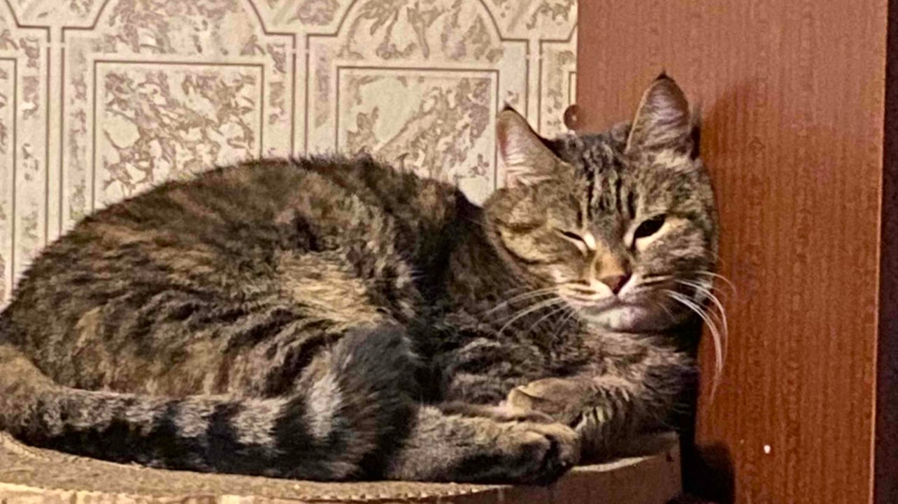 Durimar (durka) Farcaster social identity (Fname handle) PFP