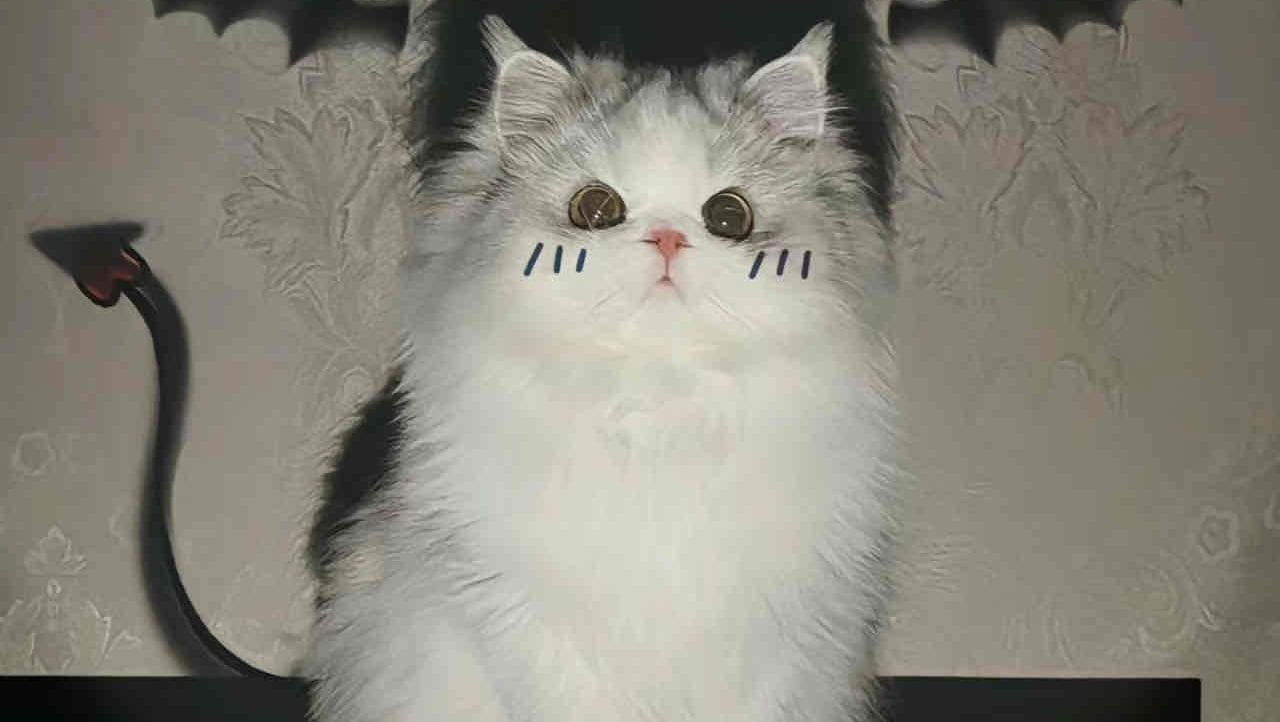 meowrx pfp