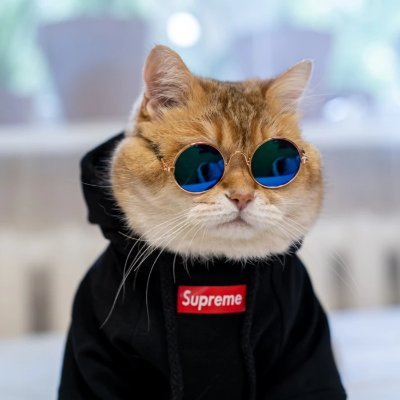Fedi.cosmos pfp